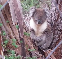 Stringybark Hills Retreat - Accommodation in Brisbane