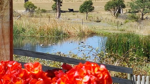 Hazelcreek Cottages - Accommodation in Brisbane 11