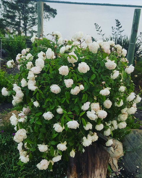 AppleBay Guest House - Accommodation in Brisbane 29