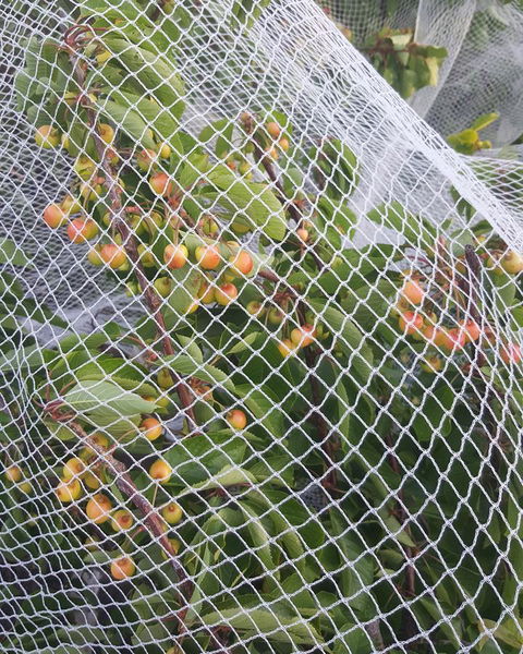 AppleBay Guest House - Accommodation in Brisbane 30