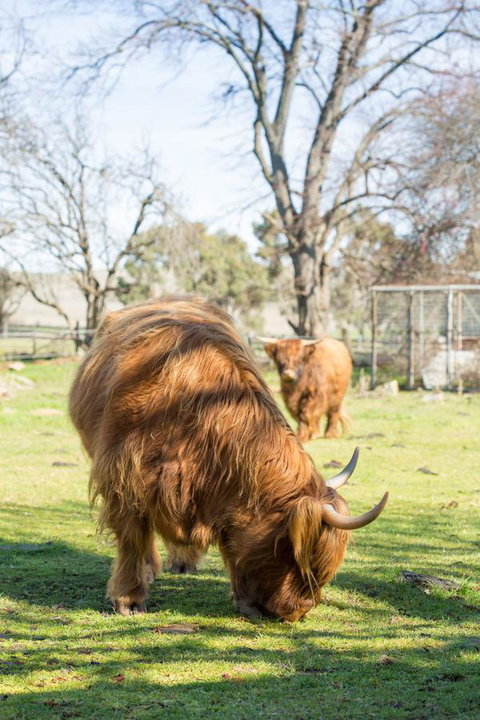 Ratho Farm - Accommodation in Brisbane 4