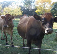 Drumreagh Bed  Breakfast Cabins - Accommodation in Brisbane
