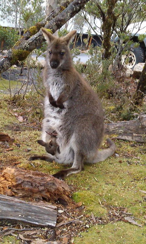 Cradle Mountain Wilderness Village - Accommodation in Brisbane 33