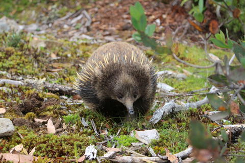 Cradle Mountain Wilderness Village - Accommodation in Brisbane 34