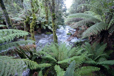 Lemonthyme Wilderness Retreat - Accommodation in Brisbane 21