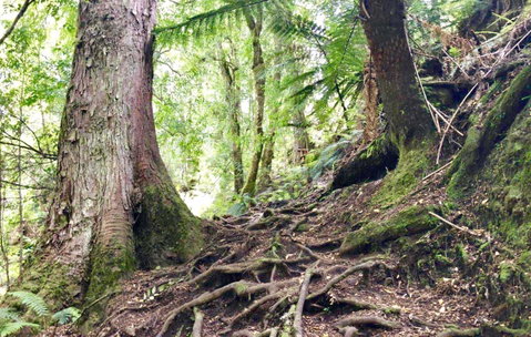 Lemonthyme Wilderness Retreat - Accommodation in Brisbane 23