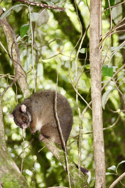 Lemonthyme Wilderness Retreat - Accommodation in Brisbane 26