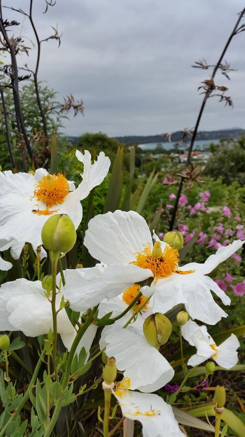 Beezneez B&B - Accommodation in Brisbane 13