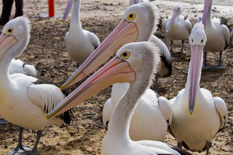 Arcadia Phillip Island - Accommodation in Brisbane 25