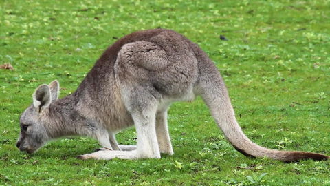 Limosa Rise - Accommodation in Brisbane 17