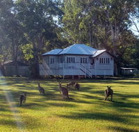 Lake Weyba Noosa Lodge  Kangaroos - Accommodation in Brisbane