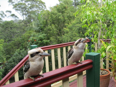 Shasta Place - Accommodation in Brisbane 12