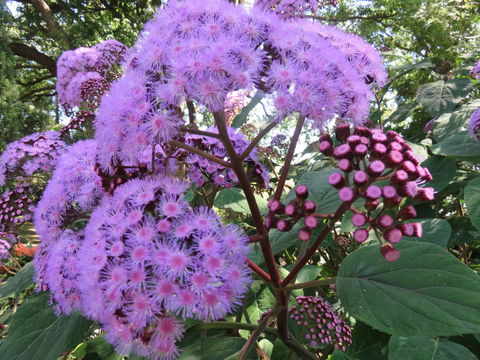 Shasta Place - Accommodation in Brisbane 8