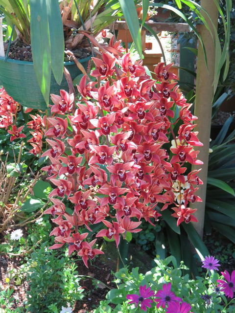 Shasta Place - Accommodation in Brisbane 9