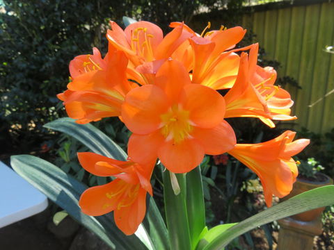 Shasta Place - Accommodation in Brisbane 10