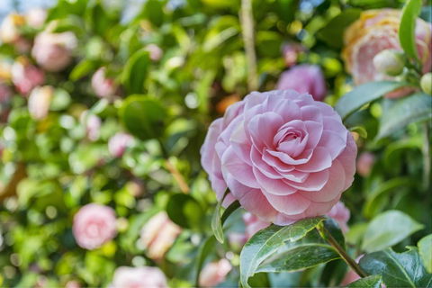 Wentworth Rose - Accommodation in Brisbane 0