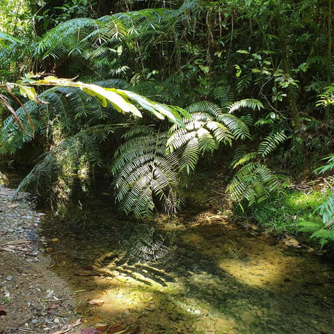 A Daintree Garden - Accommodation in Brisbane 4