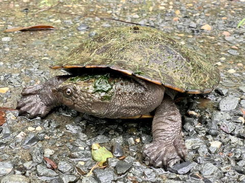 Austinville Hinterland Chalet - Accommodation in Brisbane 3