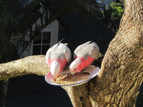Avoca Breezes - Accommodation in Brisbane 2