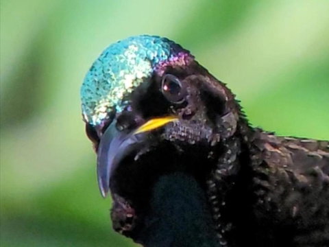 RIflebird Lodge - Accommodation in Brisbane 0