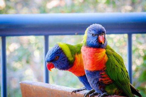 Sanctuary Lake Apartments - Accommodation in Brisbane 1