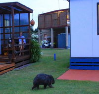 BIG4 Kelso Sands Holiday  Native Wildlife Park - Accommodation in Brisbane