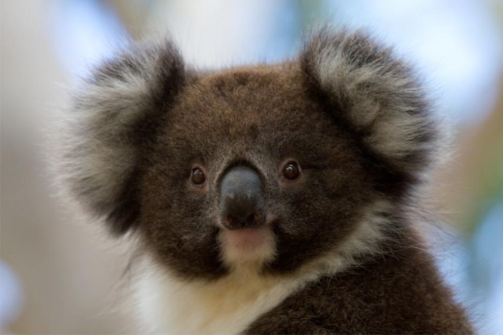 Cape Otway VIC Accommodation in Brisbane