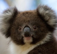 Bimbi Park - Camping Under Koalas - Accommodation in Brisbane