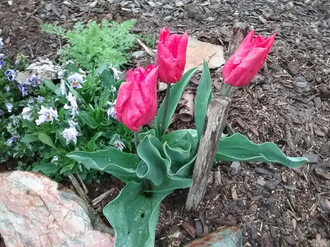 Blueberry B&B - Accommodation in Brisbane 3