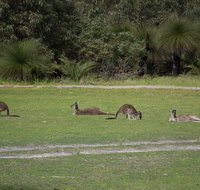 Yanchep  Lancelin - Wildlife Cave And Sands - Accommodation in Brisbane