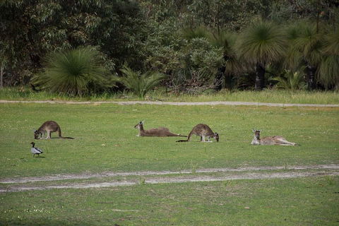 Yanchep & Lancelin - Wildlife, Cave And Sands - Accommodation in Brisbane 0