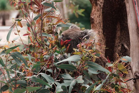 Yanchep & Lancelin - Wildlife, Cave And Sands - Accommodation in Brisbane 1