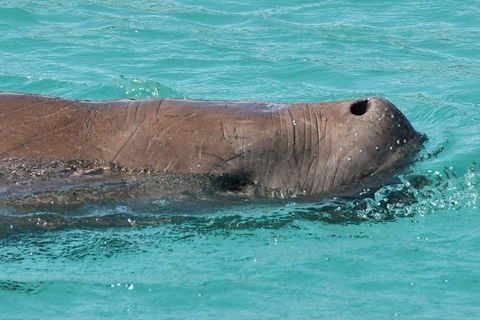 Cruise In Moreton Bay Marine Park And Moreton Island - Accommodation in Brisbane 3