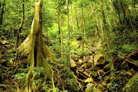 Cairns 4WD Waterfall And Rainforest Tour Including Kuranda Scenic Railway - Accommodation in Brisbane 1