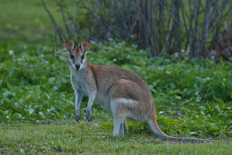 Cairns 4WD Waterfall And Rainforest Tour Including Kuranda Scenic Railway - Accommodation in Brisbane 2