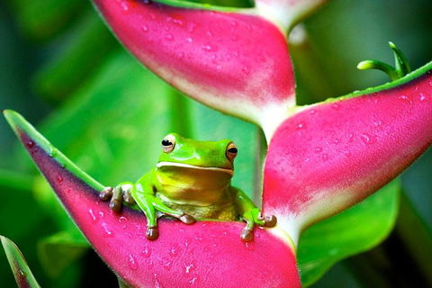 Cape Tribulation, Mossman Gorge, And Daintree Rainforest Premium Day Tour - Accommodation in Brisbane 0