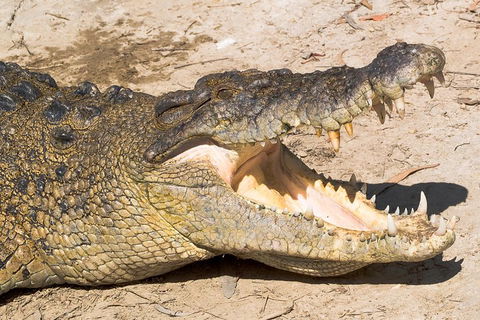 Cape Tribulation, Mossman Gorge, And Daintree Rainforest Premium Day Tour - Accommodation in Brisbane 1