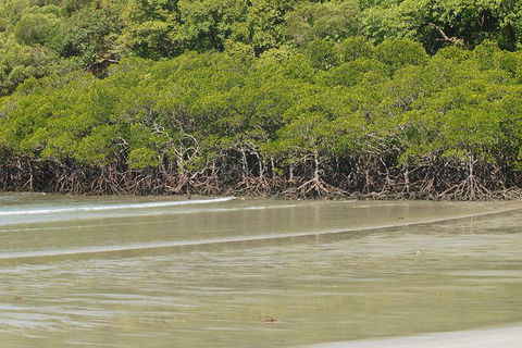Cape Tribulation, Mossman Gorge, And Daintree Rainforest Premium Day Tour - Accommodation in Brisbane 4