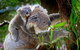 1 Day Exclusively Private Tour Of Phillip Island & The Penguin Parade - thumb 2