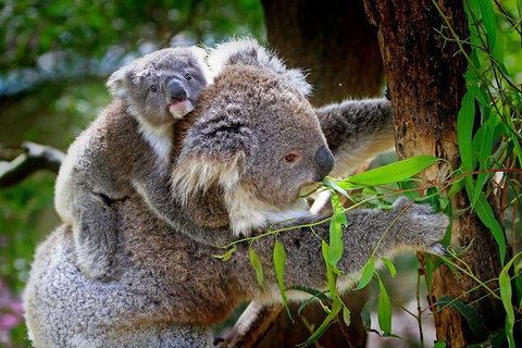 1 Day Exclusively Private Tour Of Phillip Island & The Penguin Parade - Accommodation in Brisbane 2