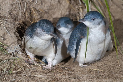 1 Day Exclusively Private Tour Of Phillip Island & The Penguin Parade - Accommodation in Brisbane 5