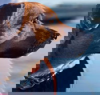 1.5-Hour Boat Rental in Melbourne - Accommodation in Brisbane