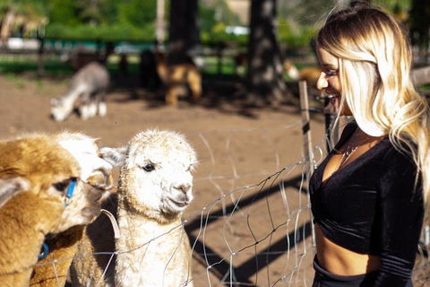 O'Reilly's & Lamington National Park Incl. Alpaca Farm + Vineyard - Accommodation in Brisbane 3