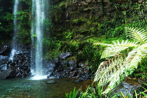 Private Tour - Rainforest & Waterfalls Extravaganza - Accommodation in Brisbane 1