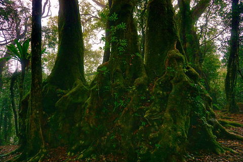 Private Tour - Rainforest & Waterfalls Extravaganza - Accommodation in Brisbane 5