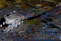 Glow Worms Private Tour - Nocturnal Rainforest Walk, Surfers Paradise