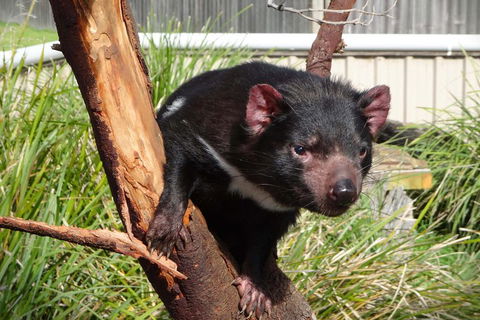 Tasmania 6 Day 'Tour In Circle' - Accommodation in Brisbane 1