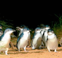 Phillip Island Penguins Private Tour - Accommodation in Brisbane