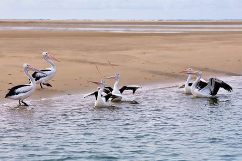 Town Of 1770 Afternoon Cruise - Accommodation in Brisbane 4