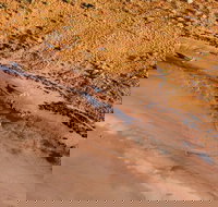 Scenic Flight Lizard Safari - Accommodation in Brisbane